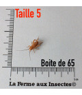 Boîte Grillons Domestiques Moyens T5 - La Ferme aux Insectes - Taille 1cm.