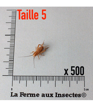 vente de grillons domestiques vivants pour reptile taille 5 moyen par 500