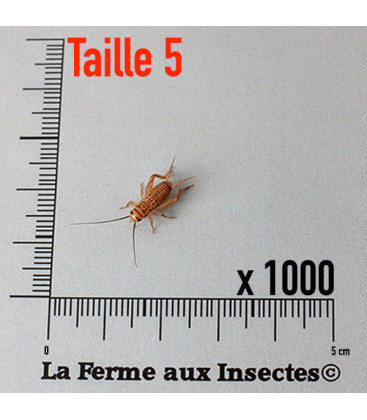 Cylindre de 1000 grillons domestiques vivants moyens T5