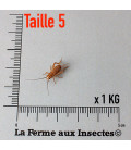 Boite de 1kg de Grillons domestiques vivants moyens T5