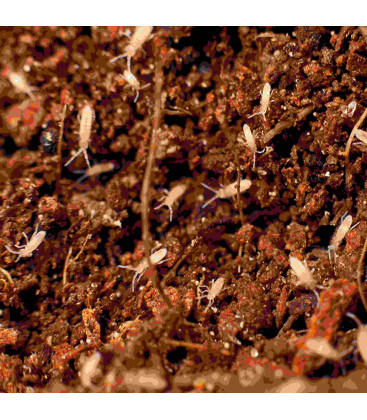 Collembole idéal pour dendrobates et terrarium - La Ferme aux Insectes - Image 1