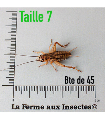 Boite de Grillons Domestiques T7 SubAdultes - Élevés en Europe de l'Ouest - pour reptiles