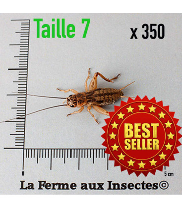  Cylindre de 350 GRILLONS domestiques subadulte t7 pour reptiles - La Ferme aux Insectes