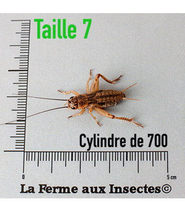 Cylindre de 700 GRILLONS domestiques subadultes t7 pour reptiles - La Ferme aux Insectes - image principale.
