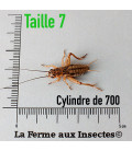 Cylindre de 700 GRILLONS domestiques subadultes t7 pour reptiles - La Ferme aux Insectes - image principale.