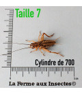 Cylindre de 700 GRILLONS domestiques subadultes t7 pour reptiles