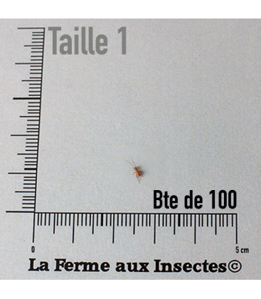 Boite de Grillons Domestiques T1 Micro pour Reptiles, fabriquée en Europe de l'ouest.