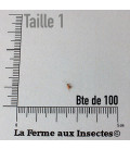 Boite de Grillons Domestiques T1 Micro