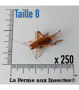 Cylindre de 250 Grillons Domestiques Adultes T8 pour Reptiles - La Ferme aux Insectes