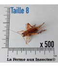 Cylindre de 500 grillons domestiques adultes T8