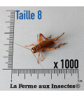  Carton de 1000 grillons domestiques adultes T8 pour reptiles, La Ferme aux Insectes.