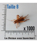 Carton de 1000 grillons domestiques adultes T8 pour reptiles