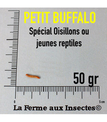 VERS BUFFALO 50 Gr
