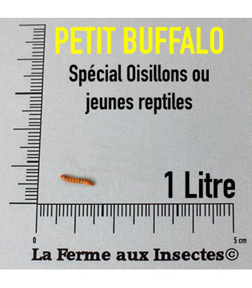 insecte reptile, insectes oiseaux, vers buffalo