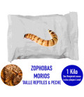 Vers Morios Vivants – Nourriture Riche en Protéines pour Reptiles, Oiseaux et Poules 1kg