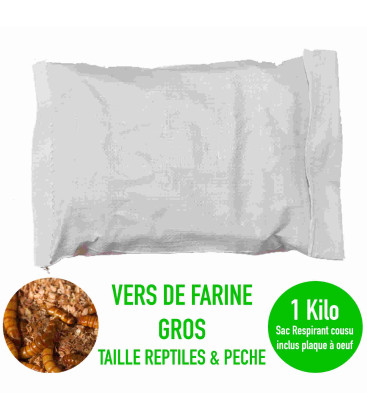 Gros vers de farine vivants pour la pêche et la terrariophilie - Boîte de 1 kilo