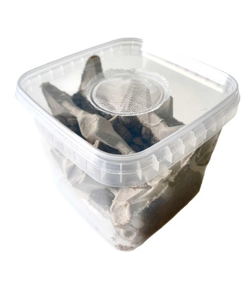 Boite de 100 blattes Dubias moyennes pour reptiles