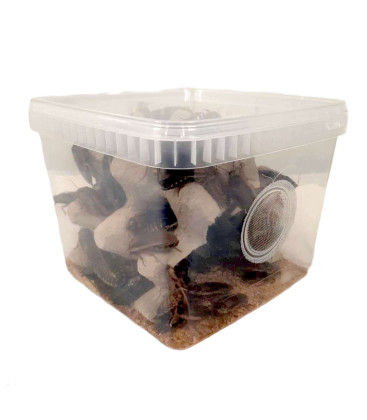 Boite de 100 Blattes Dubias Subadultes