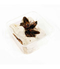 Blattes Dubias Sub-Adultes - Nourriture Reptile - Boite de 10
