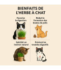 Herbe à chat (Orge), chat persan, chat de goutiere, chat d'appartement