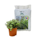 Pack Nourriture Hamster - Foin Premium + Callisia Repens