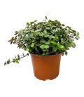 pack Bien Etre Rongeurs - Foin de pissenlits + Callisia Repens