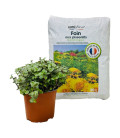 foin et plante rongeur