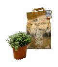 Foin des Montagnes pour Rongeur + Callisia Repens