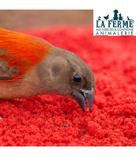 Birdfood Patée Elevage Rouge Gras