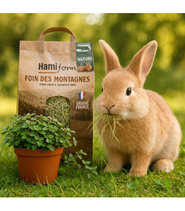 Pack Bien Etre Rongeurs - Foin des Montagnes + Callisia Repens