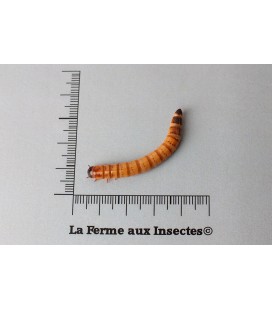 MORIOS 50gr SANS SON