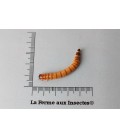 MORIOS 50gr SANS SON