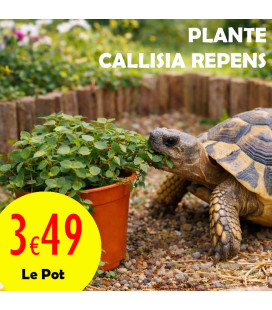 Callisia Repens