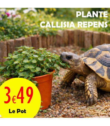 Callisia Repens