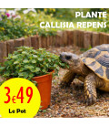 Callisia Repens – Plante comestible riche en calcium pour tortues de terre