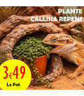 Callisia Repens