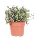 Callisia Repens - Plante pour Tortue de Terre - Riche en Calcium et Minéraux