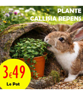 Callisia Repens
