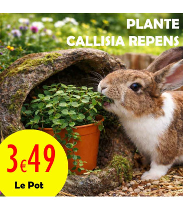Callisia Repens