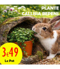 Callisia Repens – Plante comestible riche en calcium pour lapins et rongeurs
