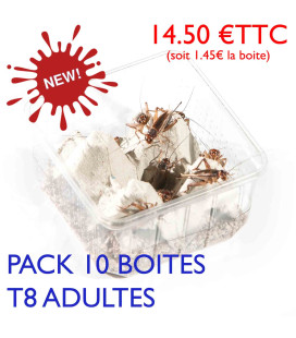 Pack éco de 10 boites de Grillons domestiques adultes T8 pour reptiles