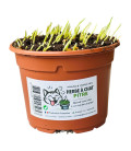 Kit Bien-Être Chat : Huile de Saumon 125 ml + Herbe à Chat Poussée (Germes de Blé)