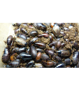 Pycnoscelus Surinam SUB et Adultes par 100