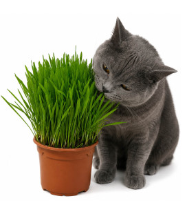 Herbe à chat fraîche en pot – Digestion naturelle pour chaton et chat adulte
