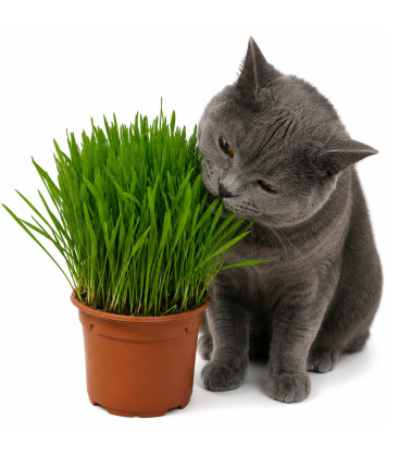 Herbe à chat (Orge), chat persan, chat de goutiere, chat d'appartement
