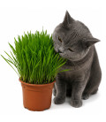 Herbe à chat fraîche en pot – Digestion naturelle pour chaton et chat adulte