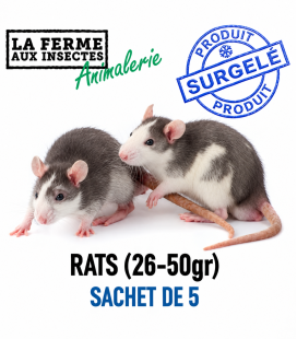 Rats Congelés (26-50g) - Sachet de 5 | Alimentation Reptile