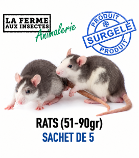 Rats Congelés (51-90g) - Sachet de 5 | Alimentation Reptile