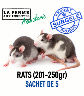 Rats Congelés (201-250g) - Sachet de 5 | Alimentation Reptile