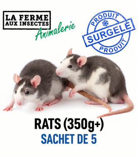 Rats Congelés 350g+ (Format XXL) - Sachet de 5 | Alimentation Reptile